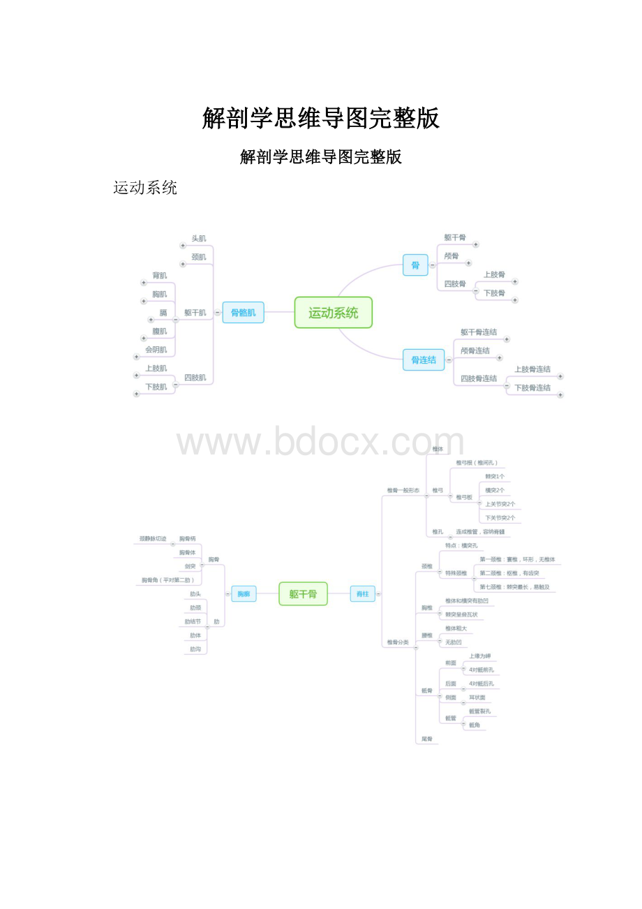 解剖学思维导图完整版Word文件下载.docx