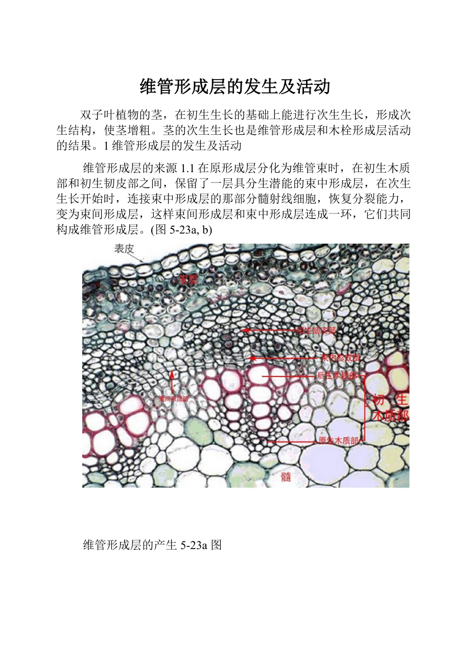 维管形成层的发生及活动.docx_第1页