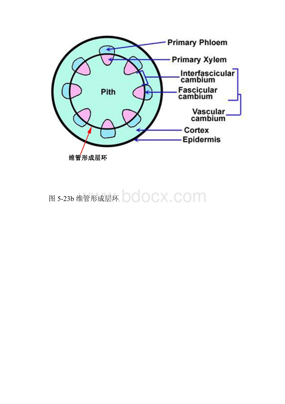 维管形成层的发生及活动.docx_第2页