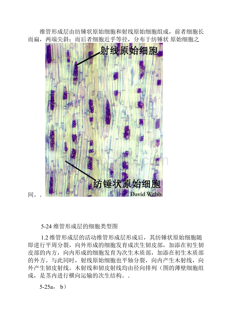 维管形成层的发生及活动.docx_第3页