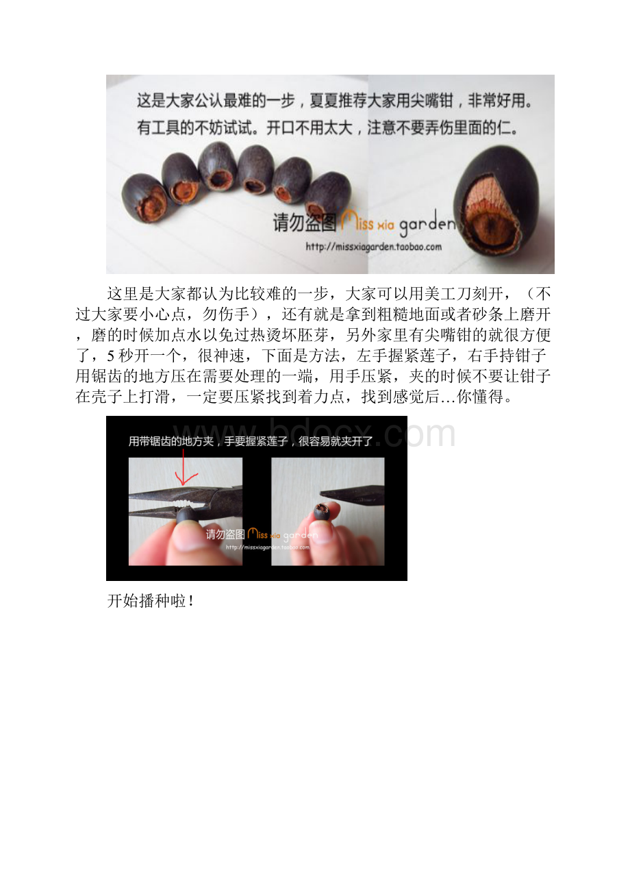 全程图解碗莲的种植方法.docx_第2页