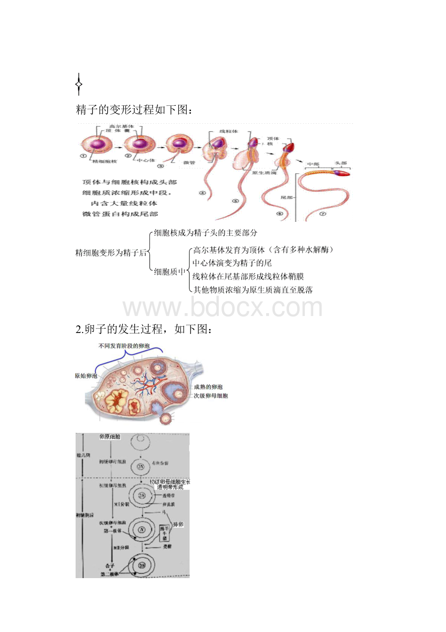 高中生物001知识讲解胚胎工程专题2Word格式.docx_第2页