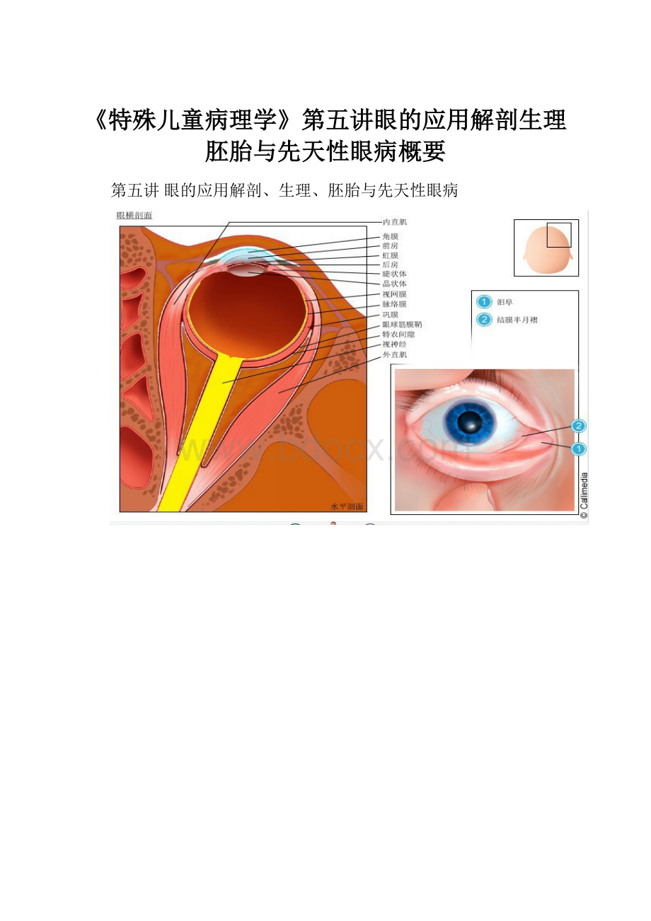 《特殊儿童病理学》第五讲眼的应用解剖生理胚胎与先天性眼病概要.docx_第1页