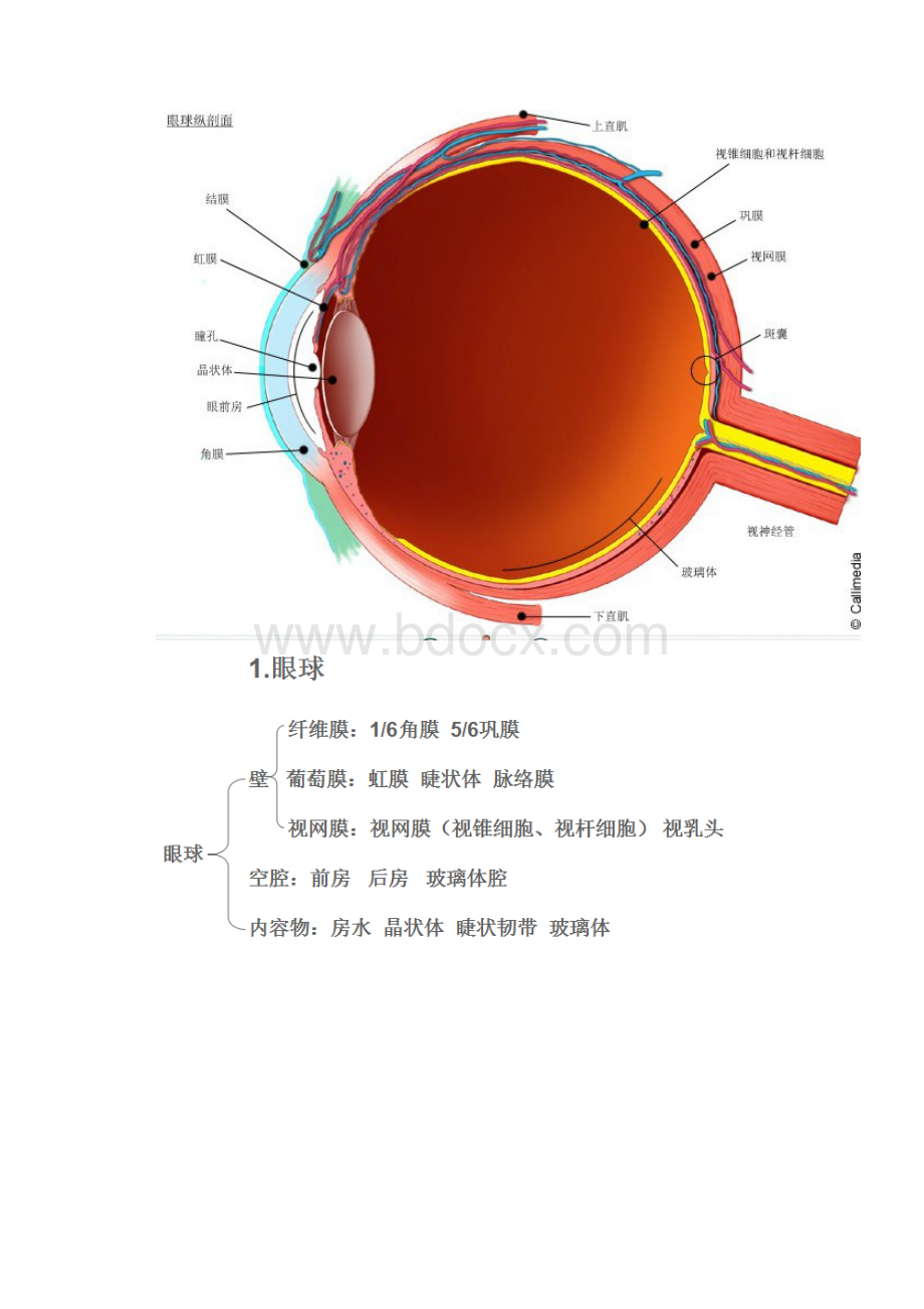 《特殊儿童病理学》第五讲眼的应用解剖生理胚胎与先天性眼病概要.docx_第2页