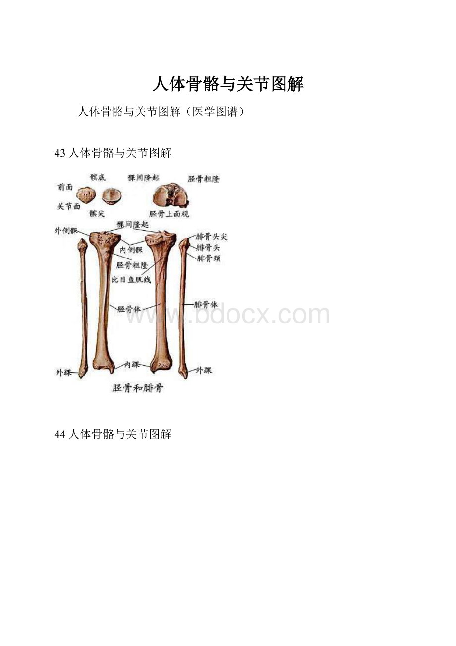 人体骨骼与关节图解Word文档下载推荐.docx