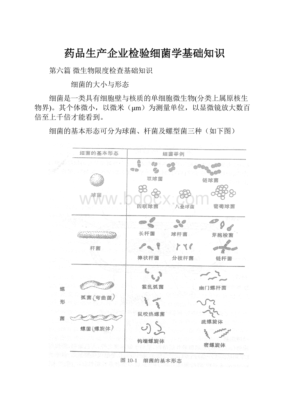 药品生产企业检验细菌学基础知识Word格式文档下载.docx