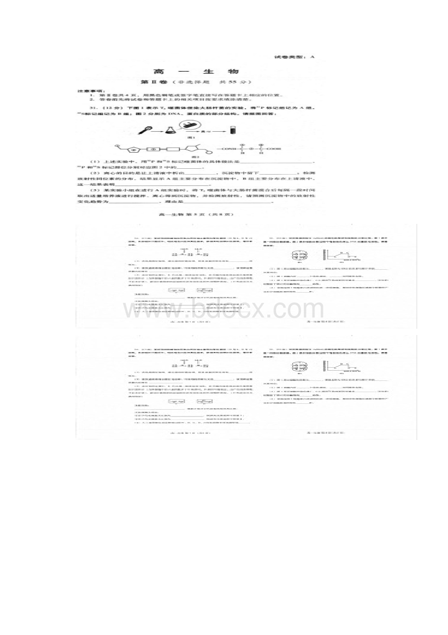 学年山东省潍坊市高一下学期期末考试生物试题扫描版含答案Word格式文档下载.docx_第3页