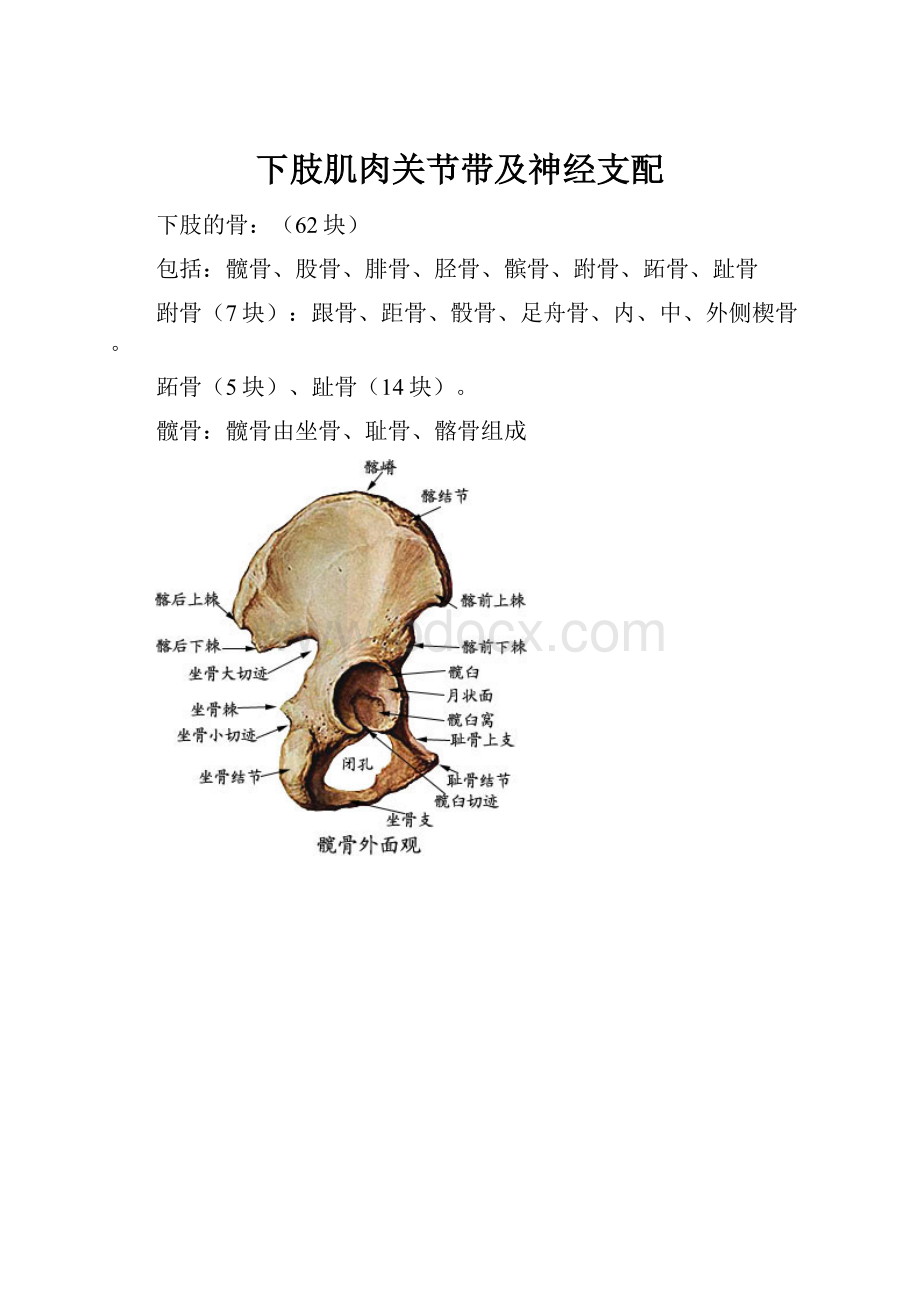 下肢肌肉关节带及神经支配Word文件下载.docx