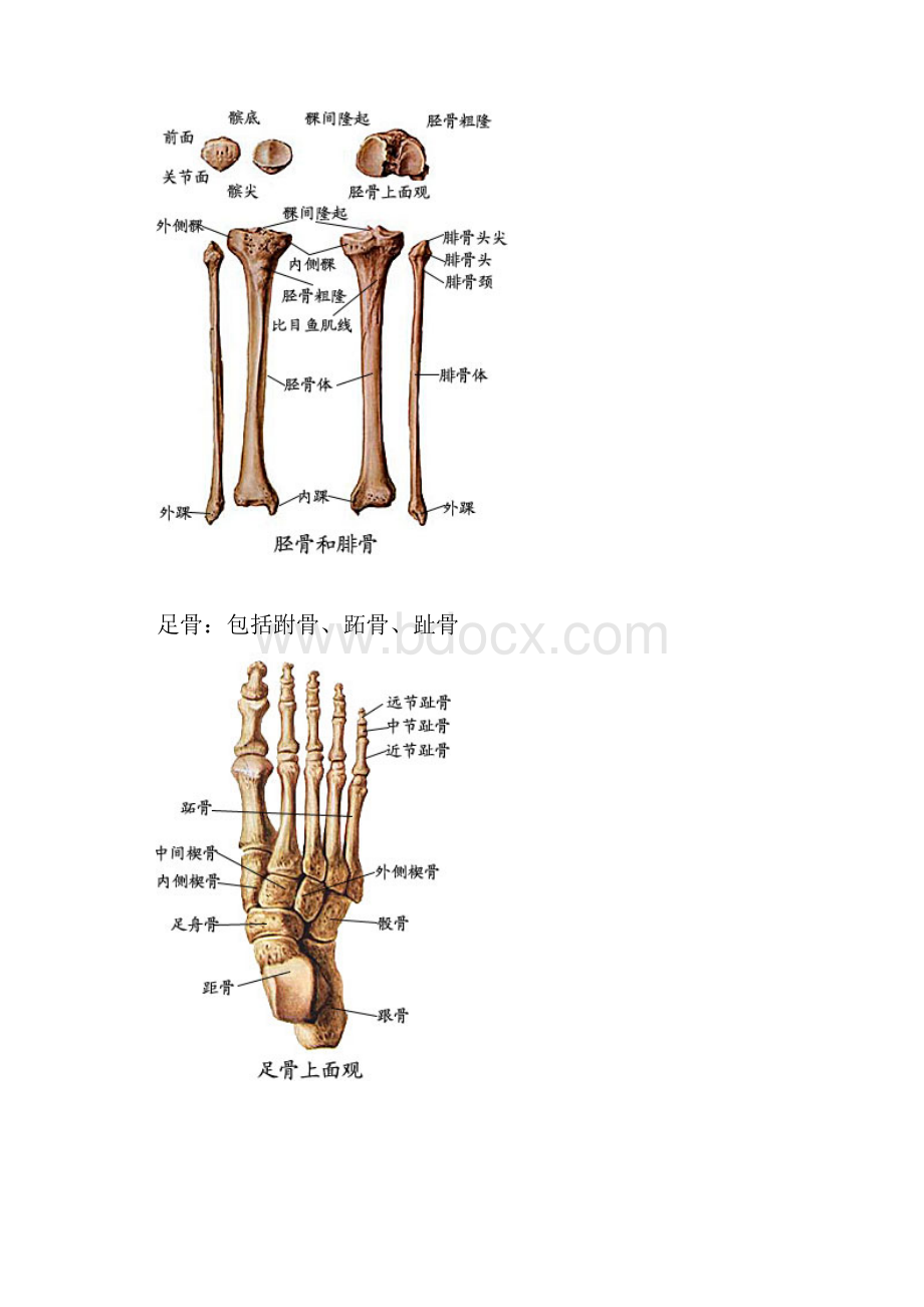 下肢肌肉关节带及神经支配Word文件下载.docx_第3页