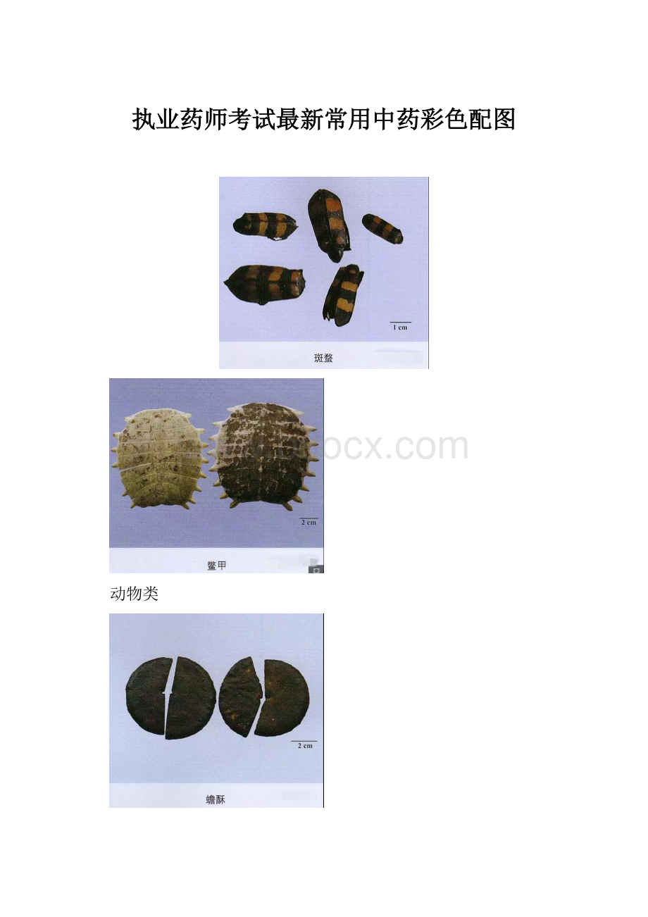 执业药师考试最新常用中药彩色配图.docx_第1页