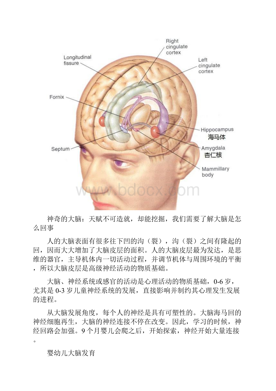 大脑发育和亲子教育关系Word格式文档下载.docx_第2页