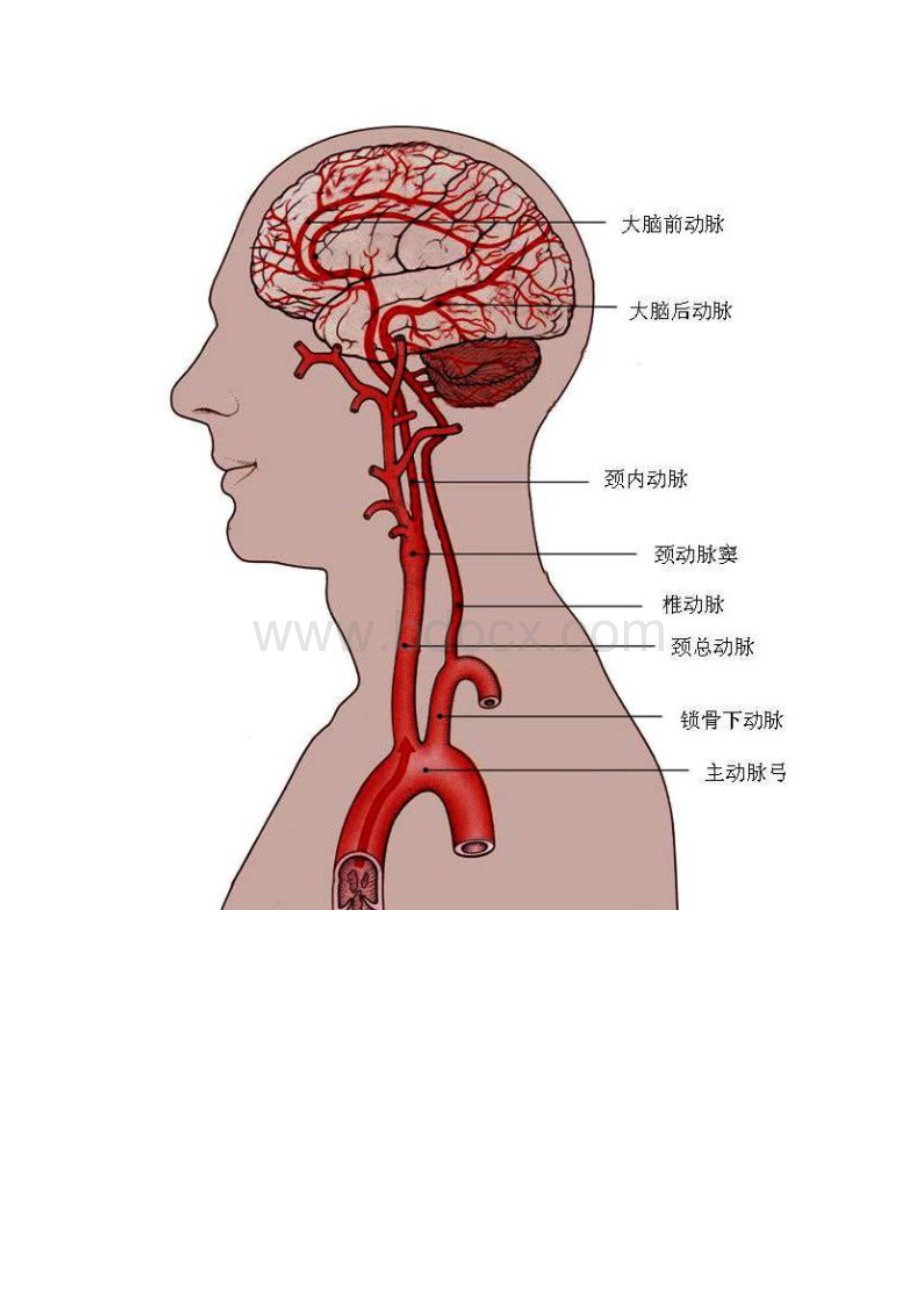 脑供血及脑血管解剖.docx_第3页