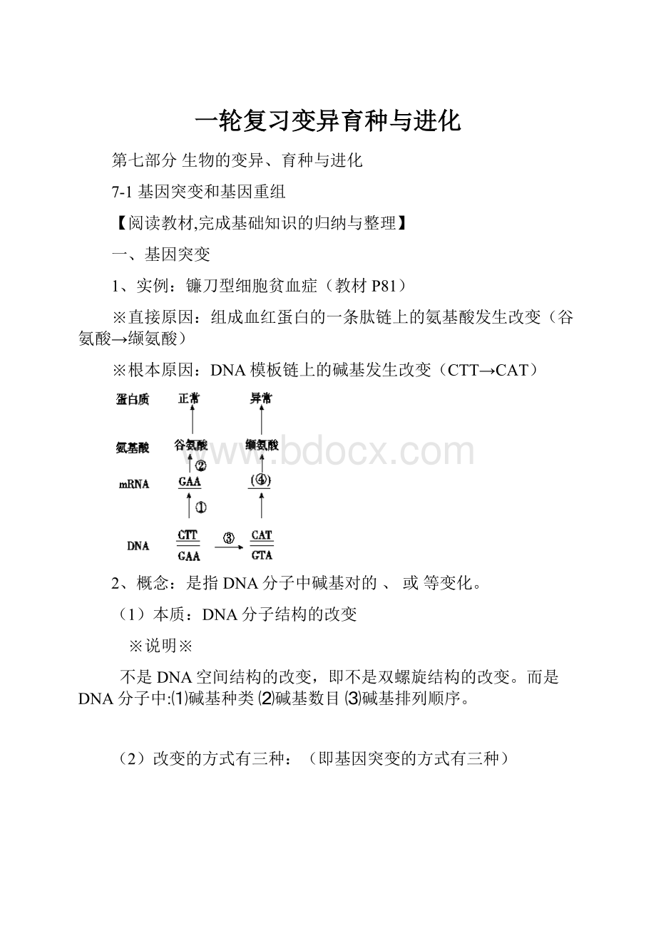 一轮复习变异育种与进化文档格式.docx_第1页