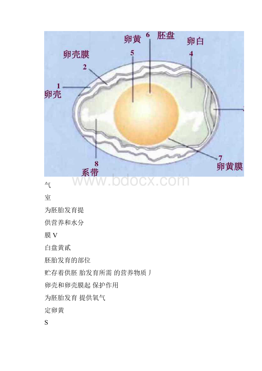 鸡蛋的结构和功能.docx_第3页