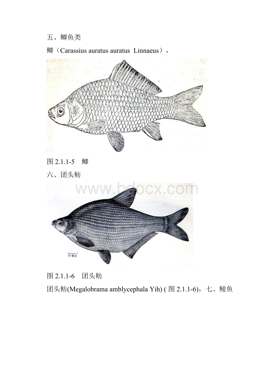 主要养殖品种的生物学习性Word文件下载.docx_第3页