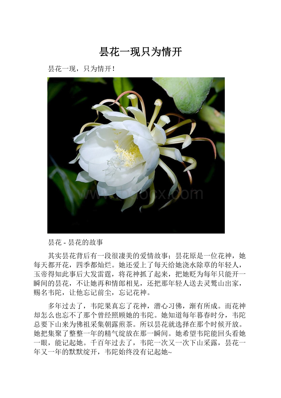 昙花一现只为情开.docx_第1页