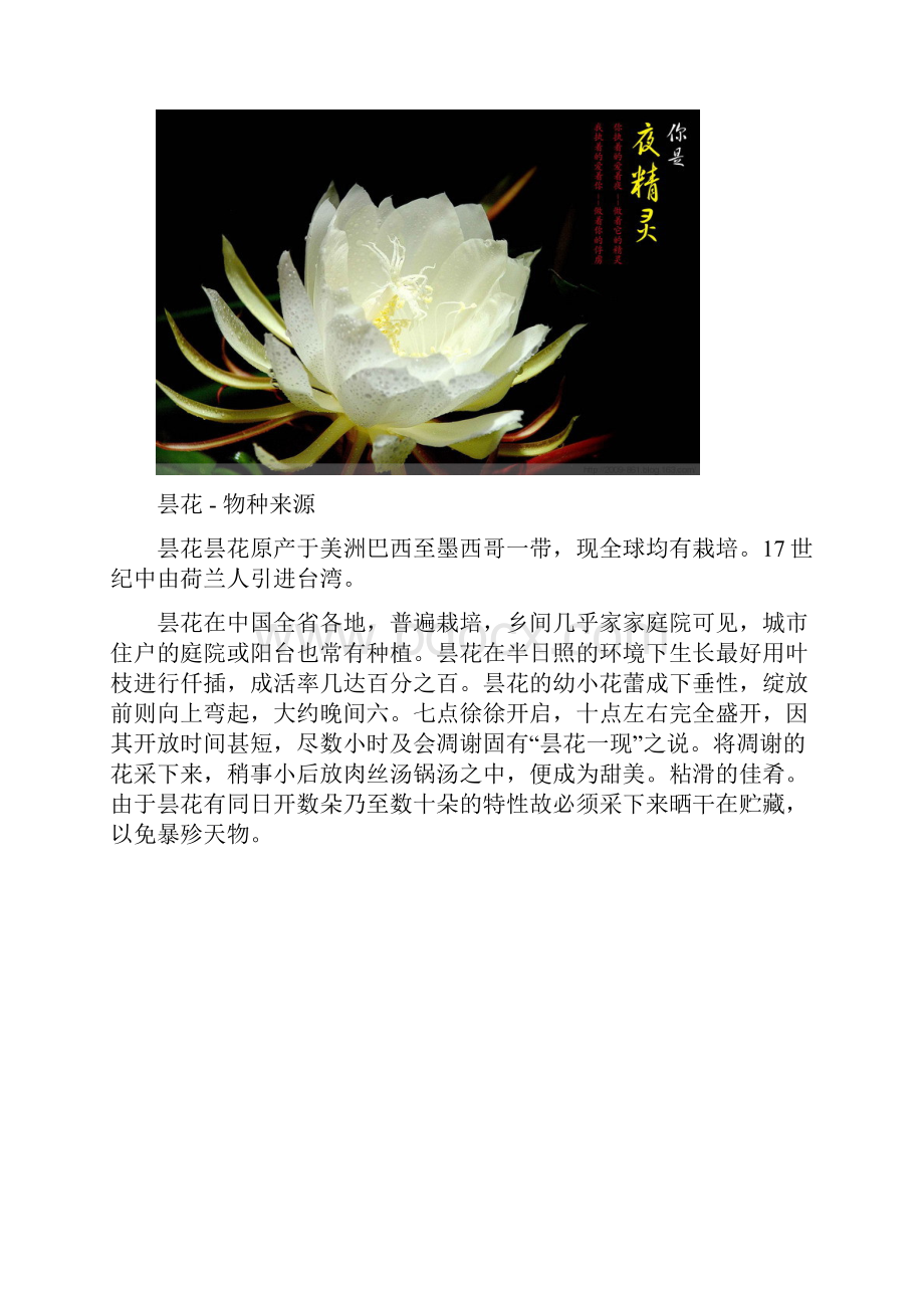 昙花一现只为情开.docx_第3页