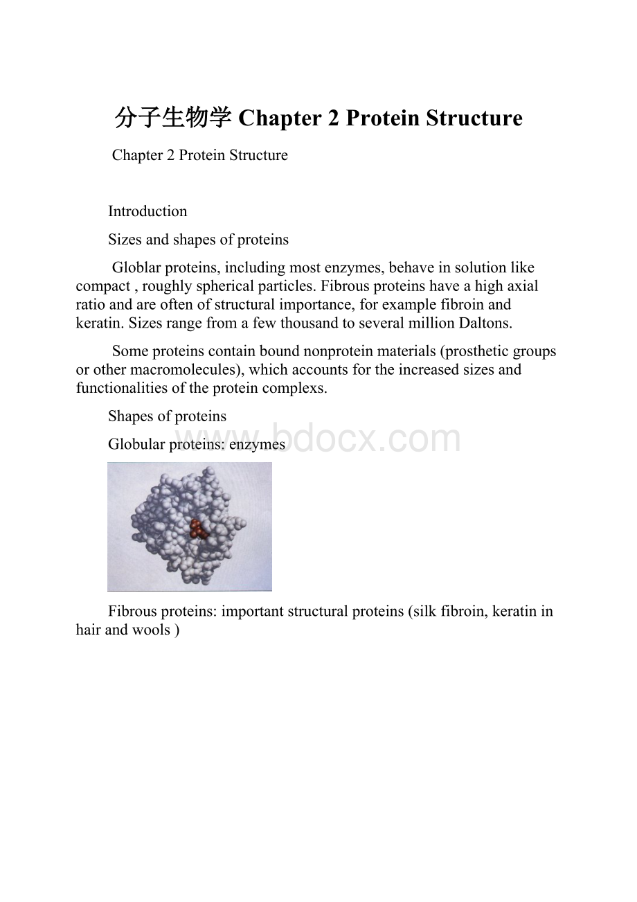 分子生物学Chapter 2Protein Structure.docx