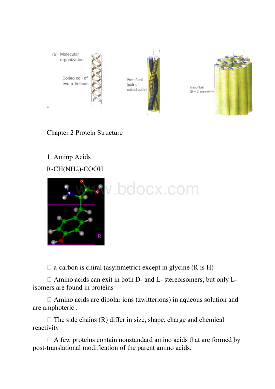 分子生物学Chapter 2Protein Structure.docx_第2页