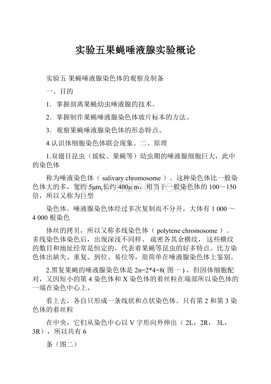 实验五果蝇唾液腺实验概论.docx_第1页