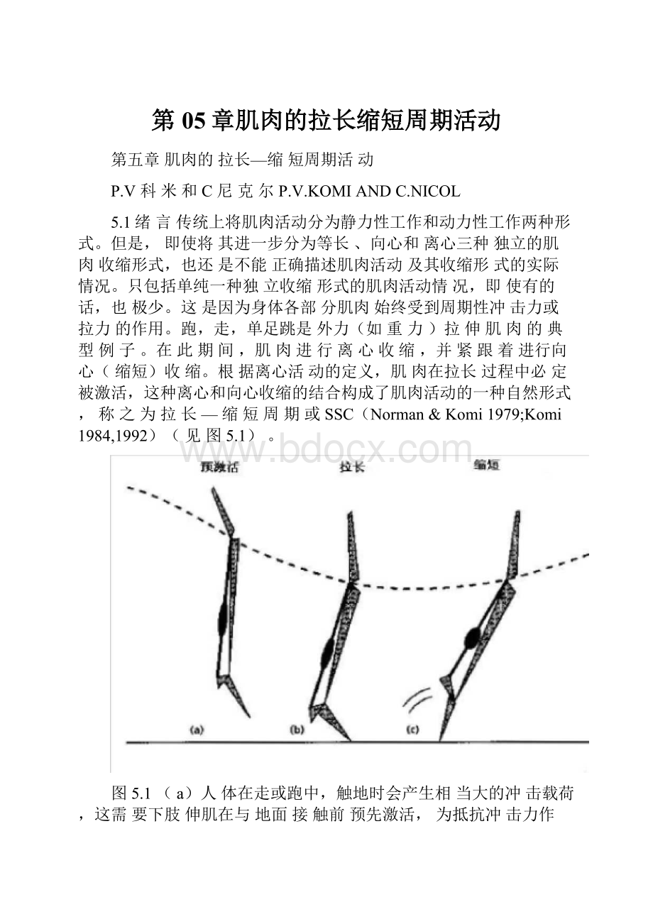 第05章肌肉的拉长缩短周期活动.docx