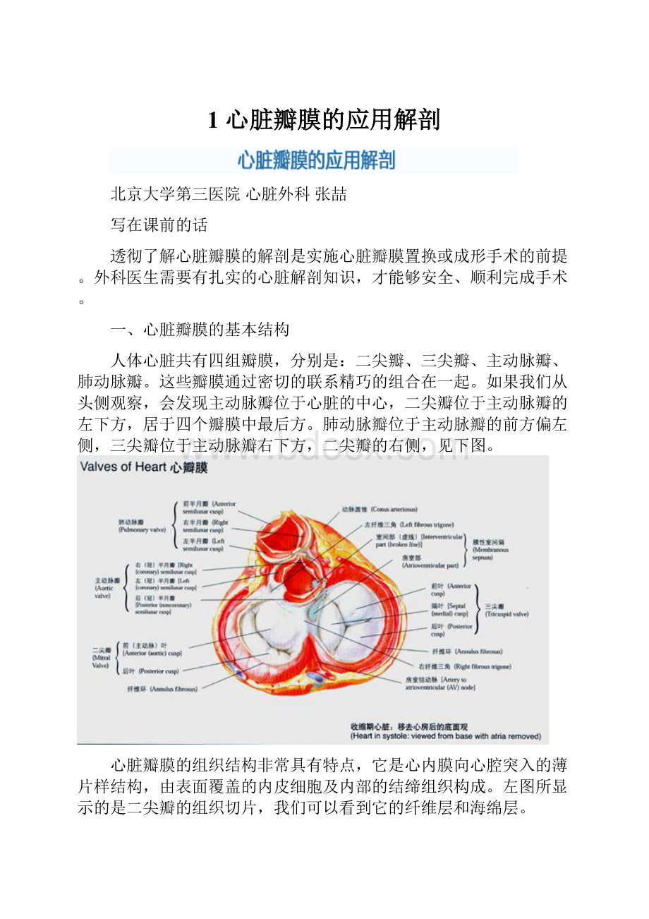 1 心脏瓣膜的应用解剖文档格式.docx