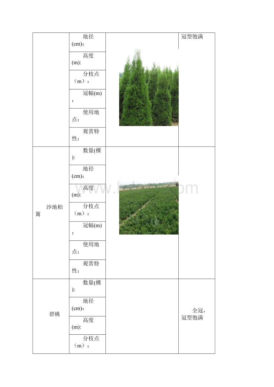 包头望潮苑植物.docx_第2页