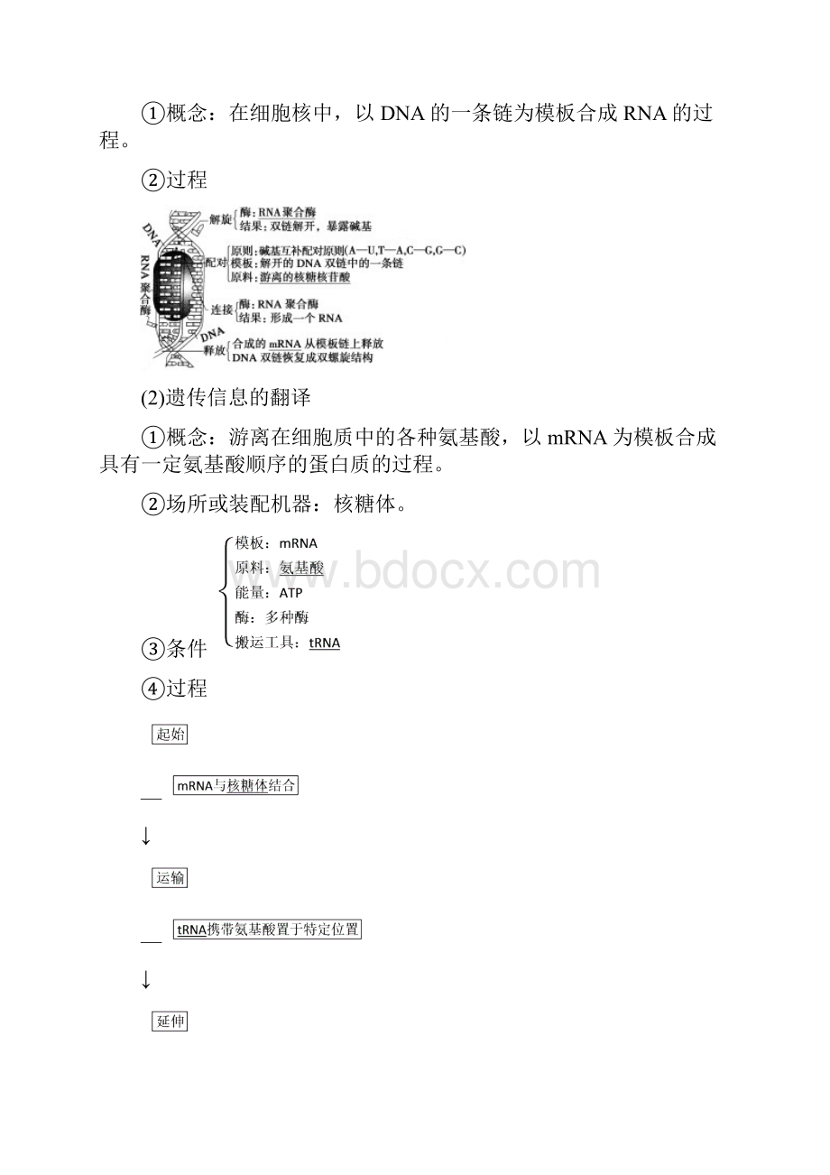 版生物大一轮复习第六单元遗传的物质基础第24讲基因的表达学案文档格式.docx_第2页