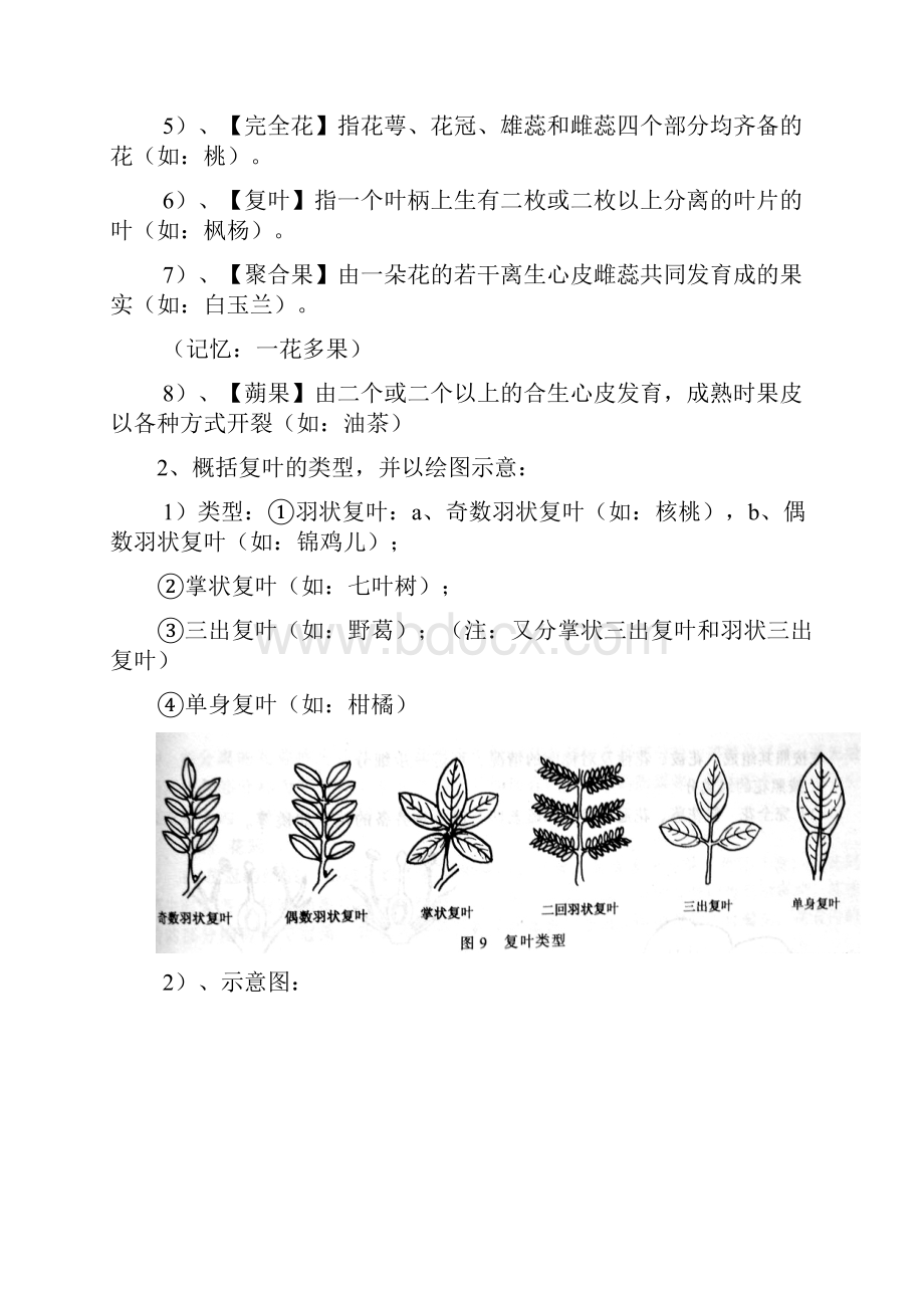 树木学知识整理教学教材.docx_第2页