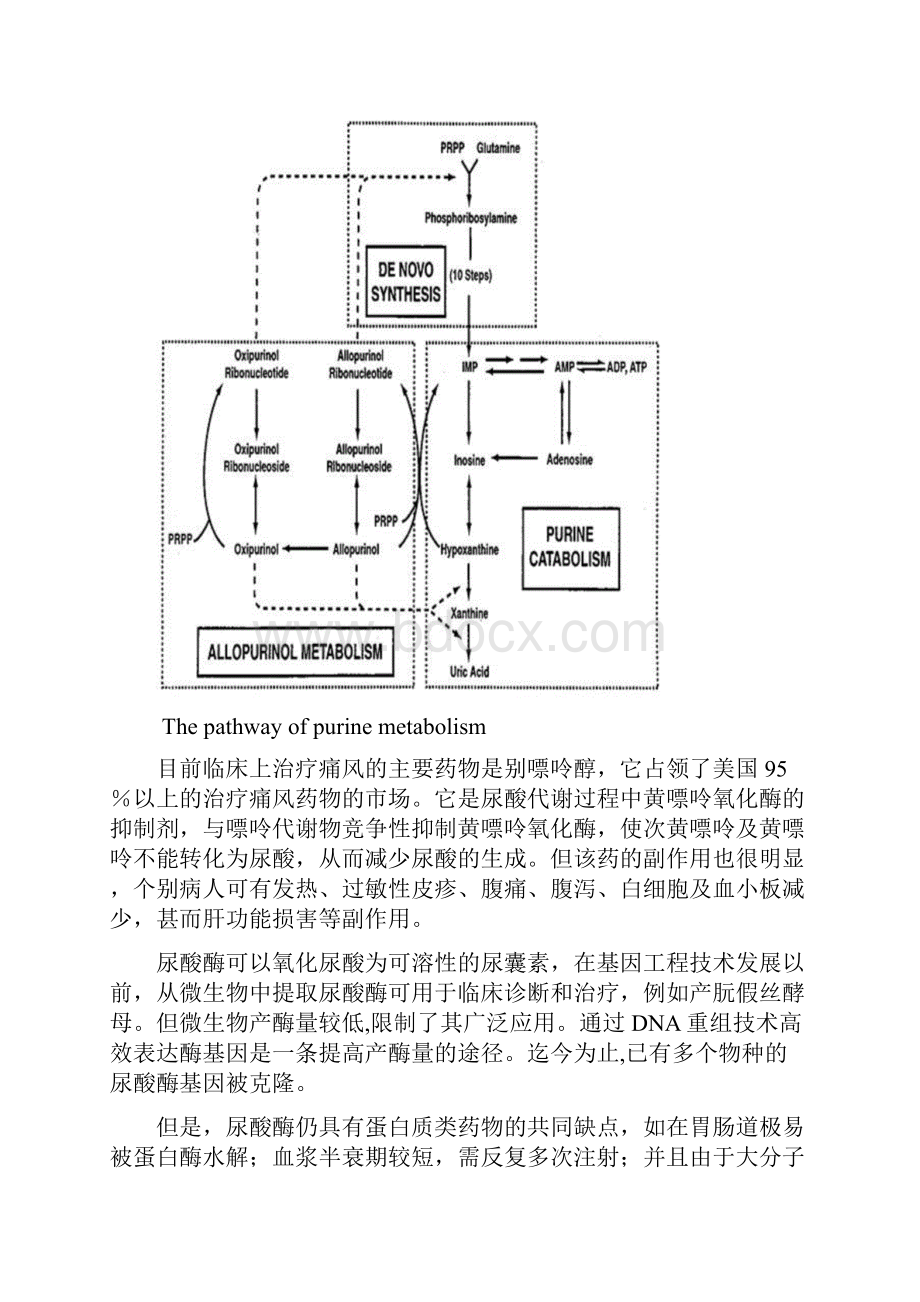 尿酸氧化酶Urate.docx_第2页