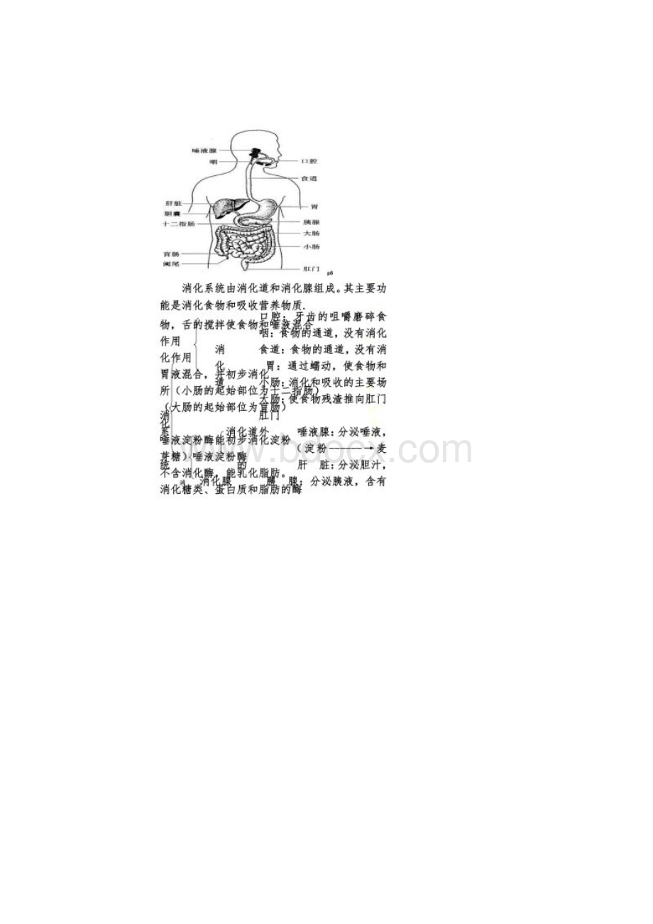 七年级下册生物图.docx_第2页