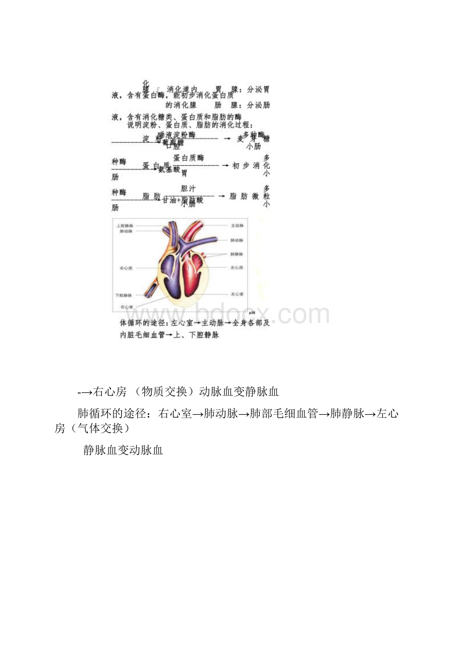 七年级下册生物图.docx_第3页