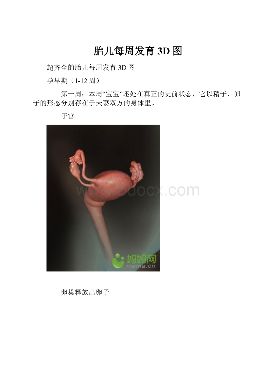 胎儿每周发育3D图Word格式.docx