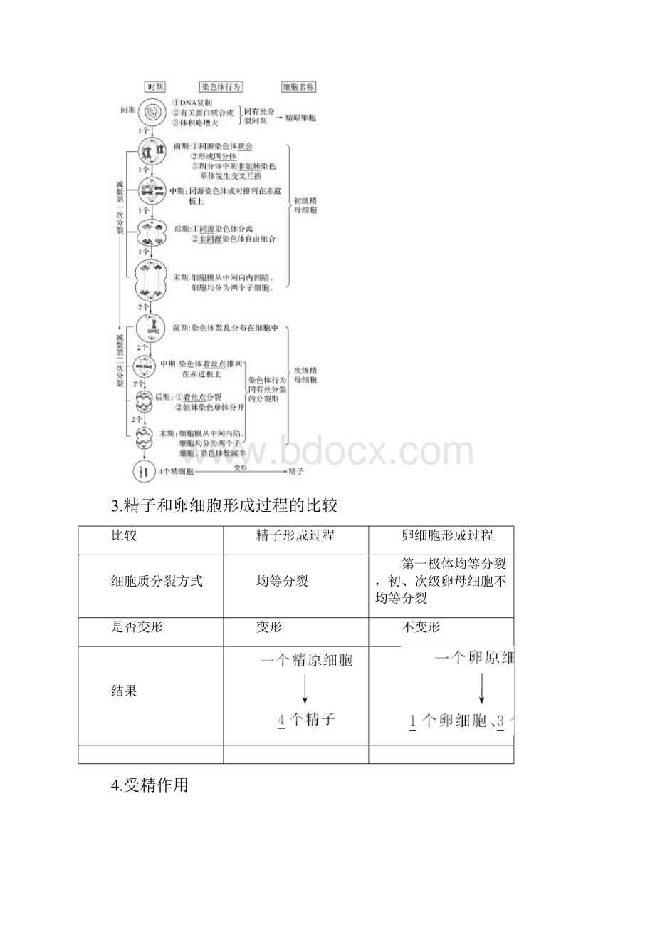 高三生物一轮复习精品学案减数分裂和受精作用Word文件下载.docx_第2页