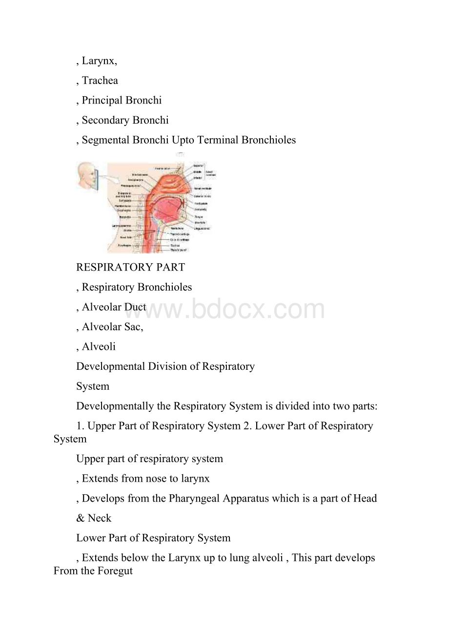 DEVELOPMENTOFRESPIRATORYSYSTEM.docx_第3页