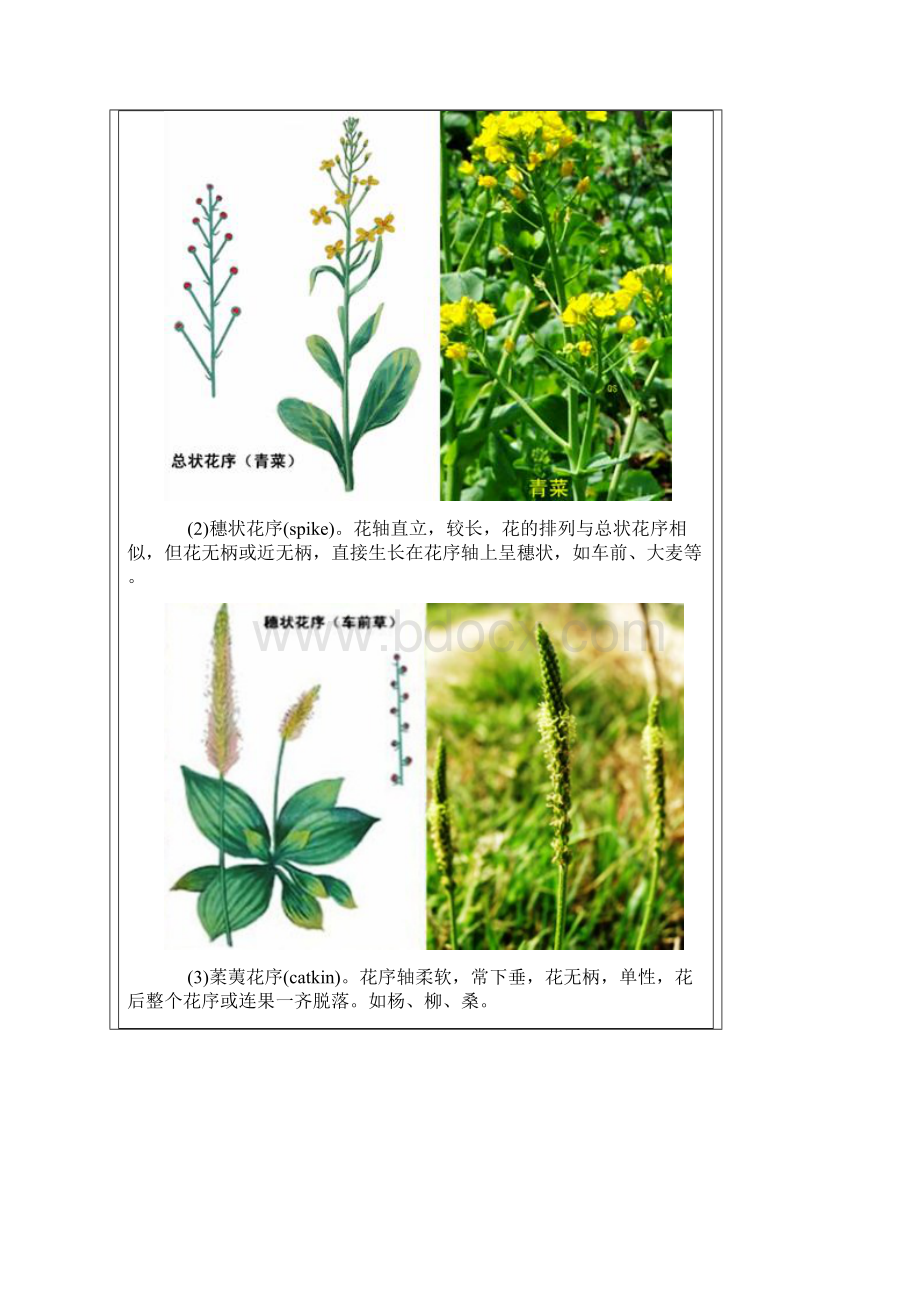 被子植物分类地形态学术语花及花序文档格式.docx_第2页