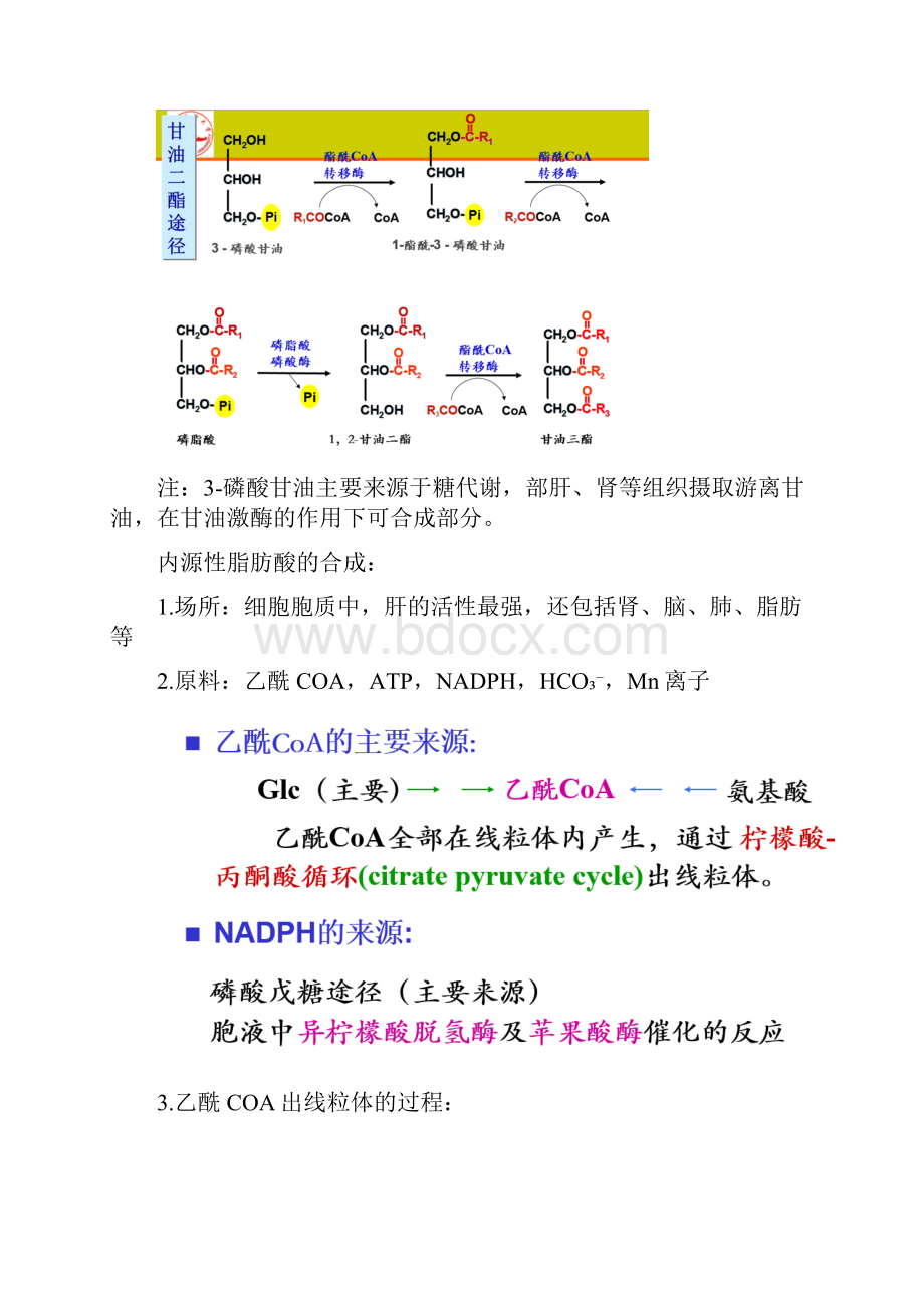 生物化学脂质代谢知识点总结Word文档格式.docx_第3页