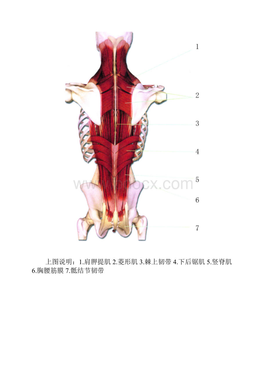 肌肉解剖图.docx_第2页