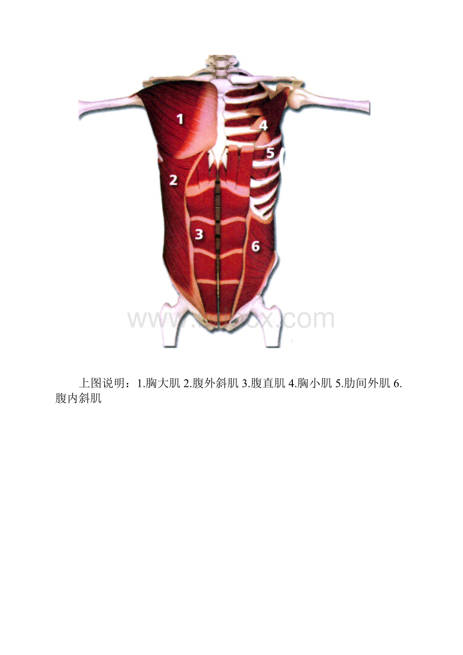 肌肉解剖图.docx_第3页