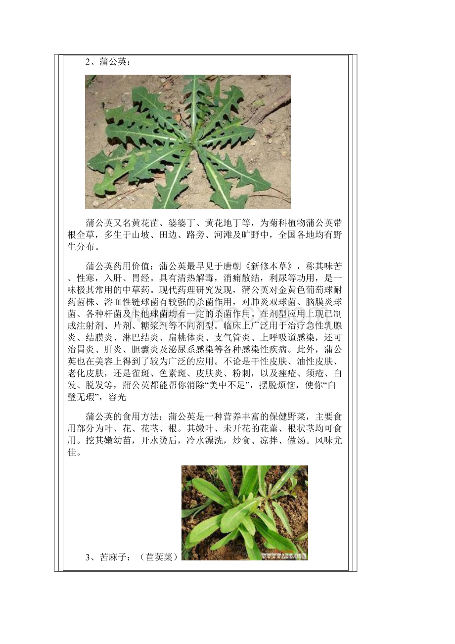 随处可挖的野菜.docx_第2页