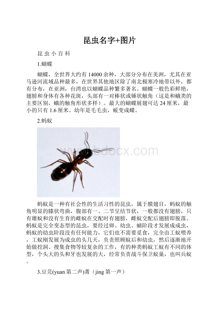 昆虫名字+图片.docx_第1页