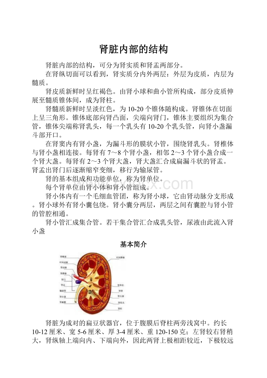 肾脏内部的结构Word格式.docx