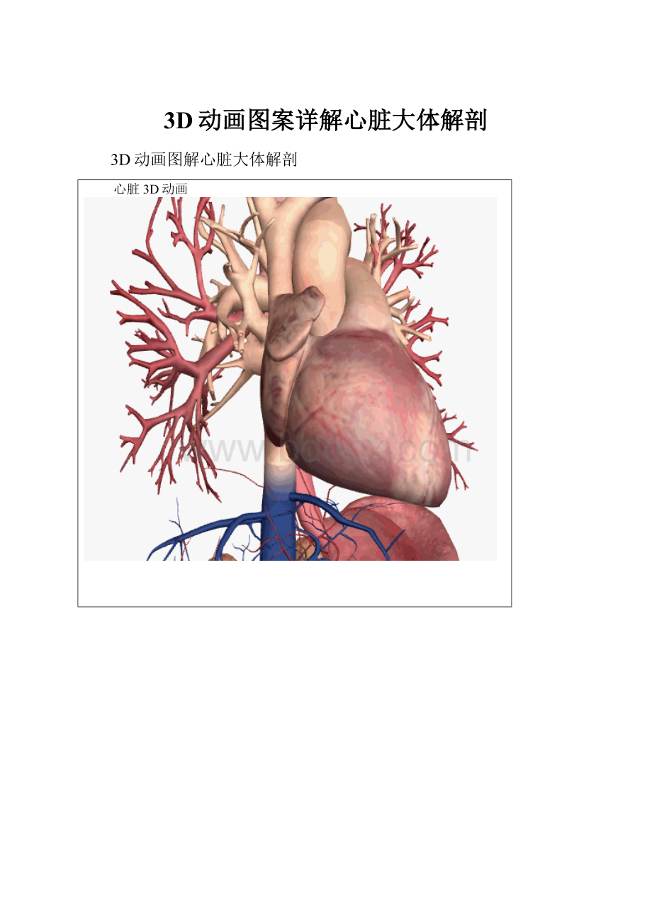 3D动画图案详解心脏大体解剖.docx