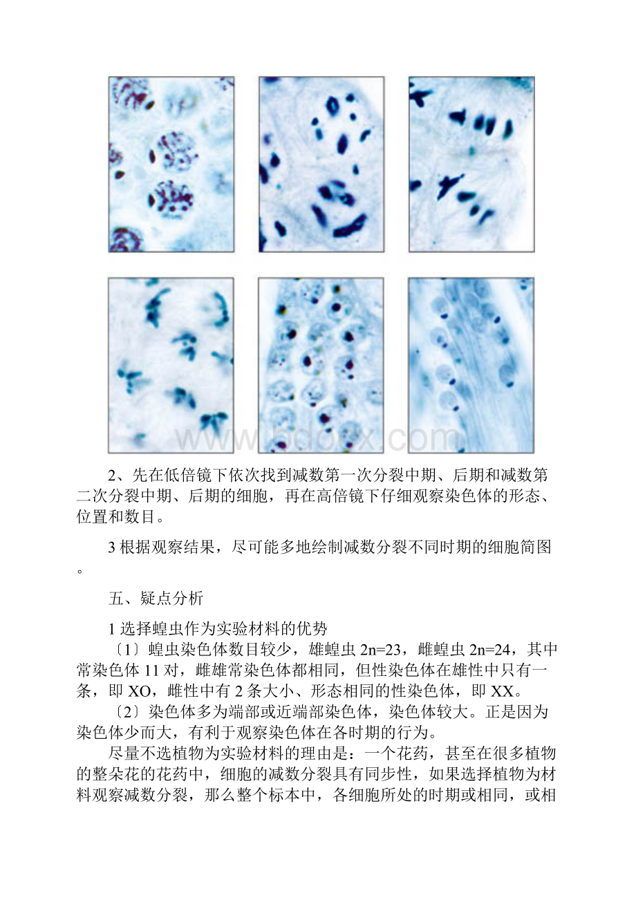 观察蝗虫精母细胞减数分裂的固定装片Word文件下载.docx_第2页