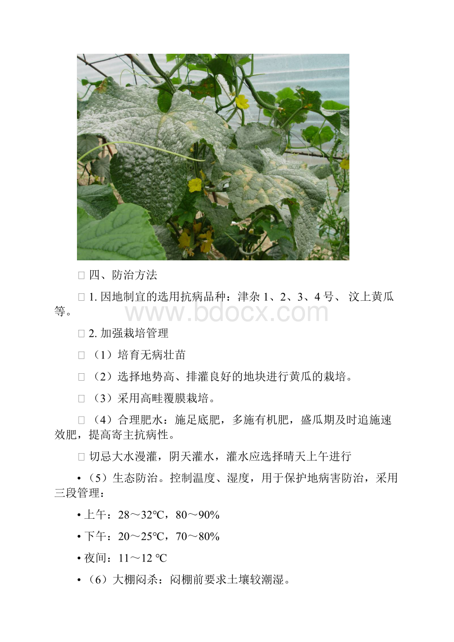 第九章 葫芦科蔬菜病害Word文档格式.docx_第3页