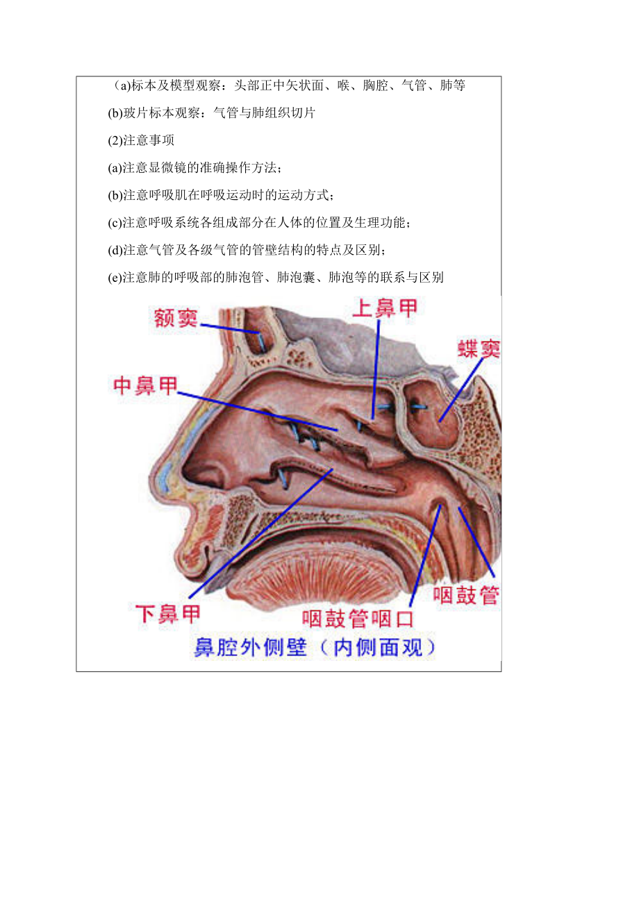 人体解剖学实验报告.docx_第3页