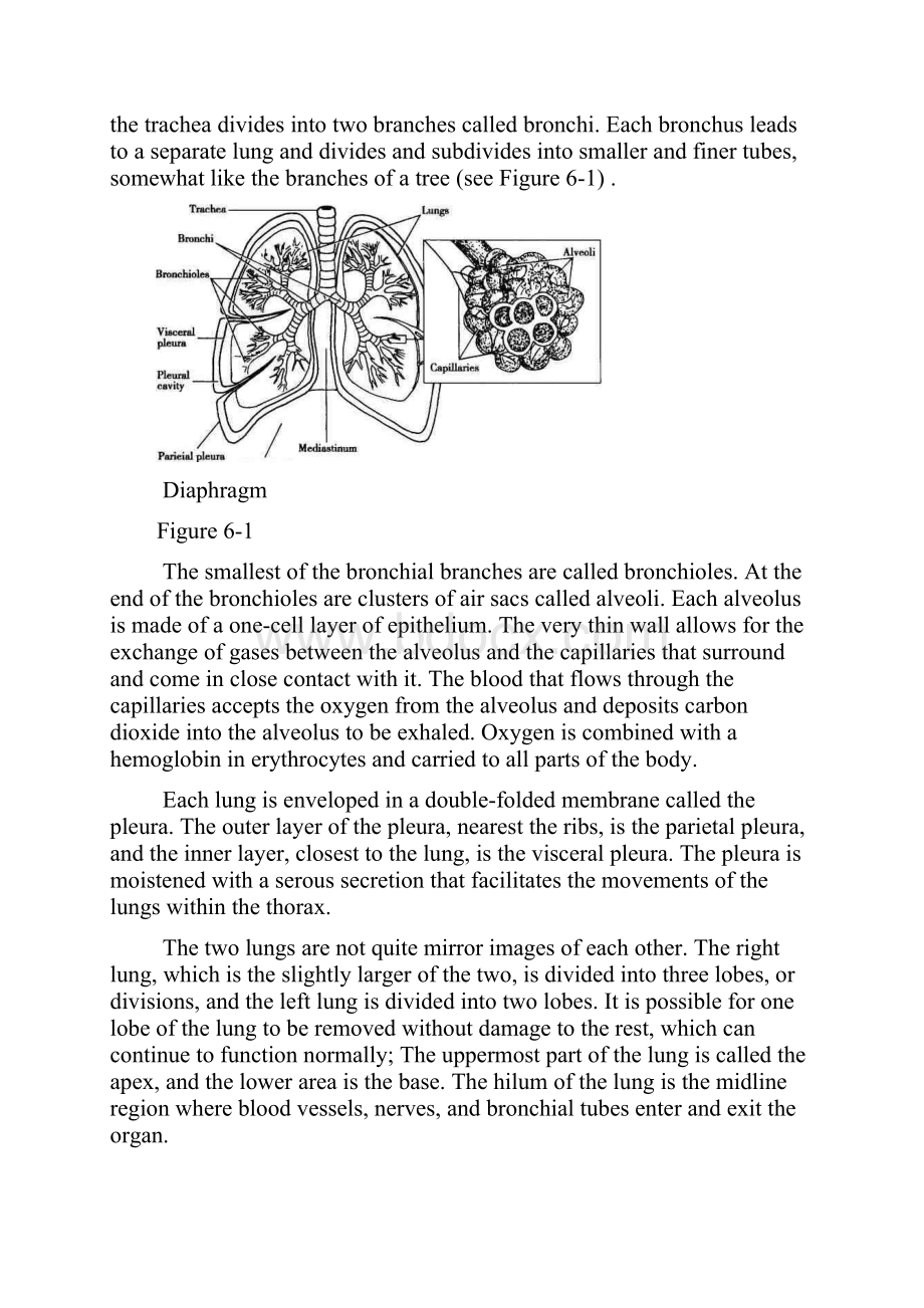 医学专业英语 Chapter 5 Respiratory System.docx_第3页