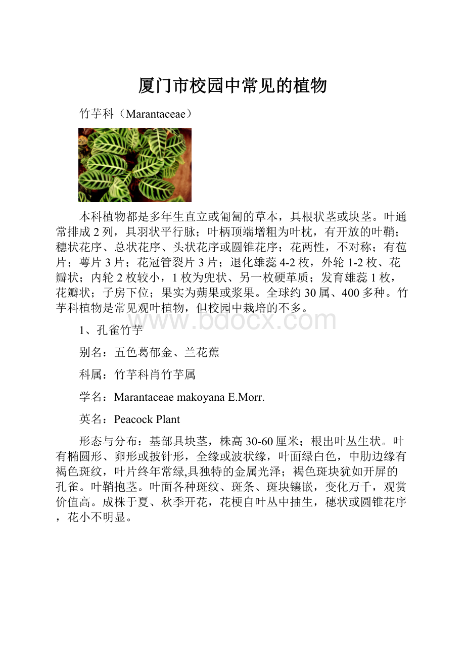 厦门市校园中常见的植物.docx_第1页