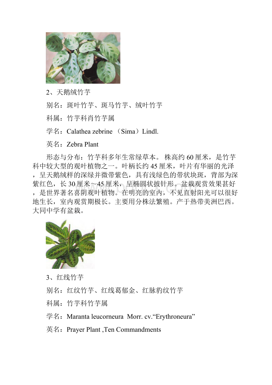 厦门市校园中常见的植物.docx_第2页