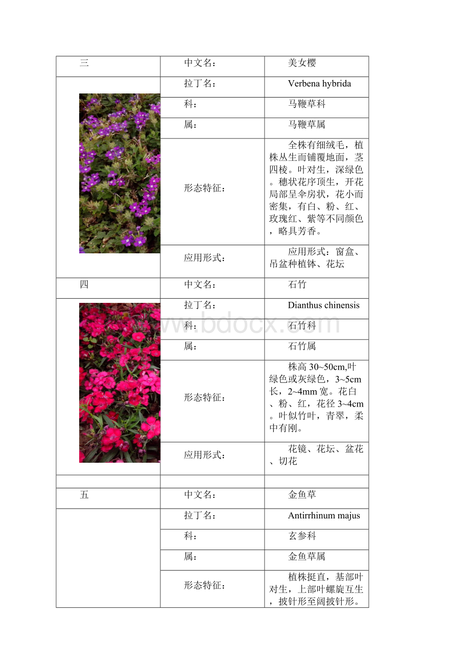 上海植物园30种植物.docx_第2页